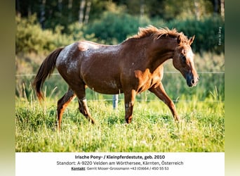 Appaloosa Blandning, Sto, 14 år, 142 cm