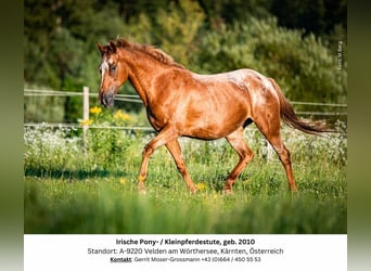 Appaloosa Blandning, Sto, 14 år, 142 cm