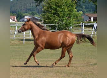 Appaloosa, Sto, 2 år, 152 cm, fux