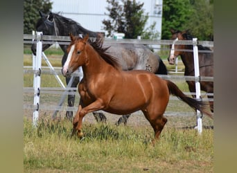 Appaloosa, Sto, 2 år, 152 cm, fux