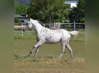 Appaloosa, Sto, 2 år, 154 cm