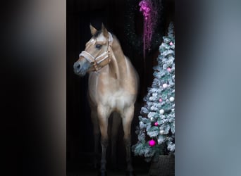 Appaloosa, Sto, 3 år, 148 cm, Leopard-Piebald