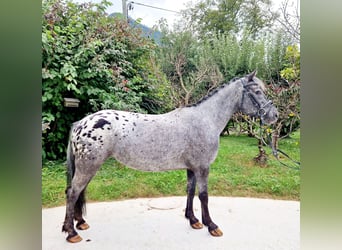 Appaloosa, Sto, 4 år, 146 cm, Leopard-Piebald