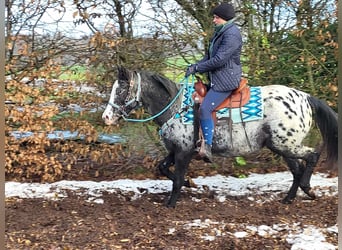 Appaloosa Blandning, Sto, 4 år, 151 cm, Leopard-Piebald