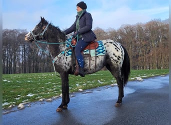 Appaloosa Blandning, Sto, 4 år, 151 cm, Leopard-Piebald