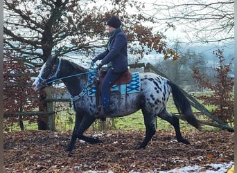 Appaloosa Blandning, Sto, 4 år, 151 cm, Leopard-Piebald
