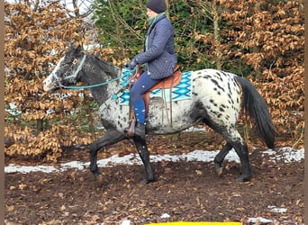 Appaloosa Blandning, Sto, 4 år, 151 cm, Leopard-Piebald