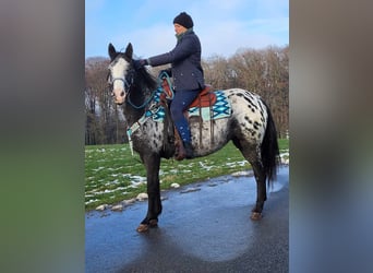 Appaloosa Blandning, Sto, 4 år, 151 cm, Leopard-Piebald