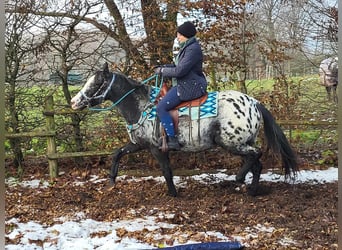 Appaloosa Blandning, Sto, 4 år, 151 cm, Leopard-Piebald