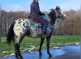 Appaloosa Blandning, Sto, 4 år, 151 cm, Leopard-Piebald