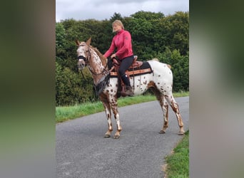 Appaloosa, Sto, 5 år, 157 cm, Leopard-Piebald