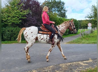 Appaloosa, Sto, 5 år, 157 cm, Leopard-Piebald