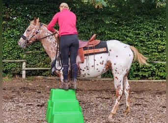 Appaloosa, Sto, 5 år, 157 cm, Leopard-Piebald