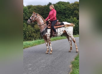 Appaloosa, Sto, 5 år, 157 cm, Leopard-Piebald