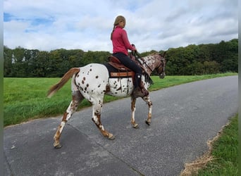 Appaloosa, Sto, 5 år, 157 cm, Leopard-Piebald