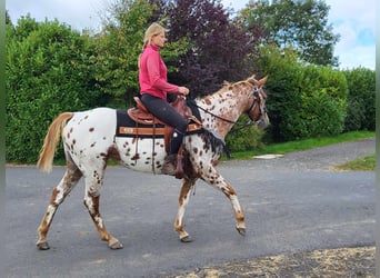 Appaloosa, Sto, 5 år, 157 cm, Leopard-Piebald