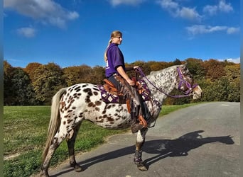 Appaloosa, Stute, 7 Jahre, 148 cm, Tigerschecke