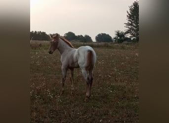 Appaloosa, Sto, Föl (01/2024), 148 cm, Rödskimmel