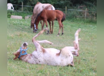 Appaloosa Blandning, Sto, Föl (05/2024), 155 cm, Leopard-Piebald