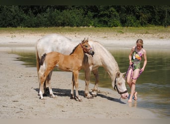 Appaloosa Blandning, Sto, Föl (07/2023), 165 cm, Black