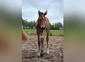 Appaloosa Blandning, Sto, Föl (07/2023), 165 cm, Black