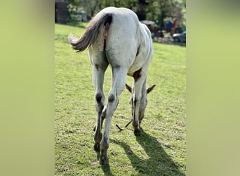Appaloosa, Sto, Föl (05/2023), Brun