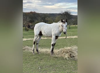 Appaloosa, Sto, Föl (05/2023), Brun