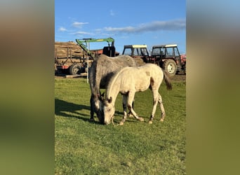 Appaloosa, Sto, Föl (05/2023), Brun