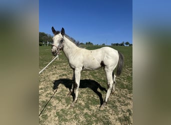 Appaloosa, Sto, Föl (05/2023), Brun