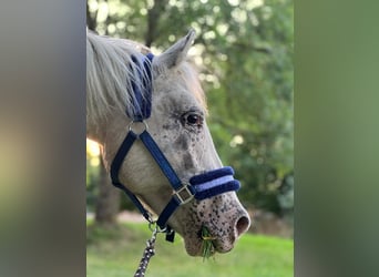 Appaloosa Mix, Stute, 10 Jahre, 140 cm, Apfelschimmel