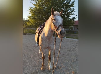 Appaloosa, Stute, 10 Jahre, 149 cm