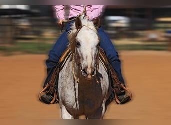Appaloosa, Stute, 10 Jahre, 150 cm