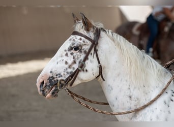 Appaloosa, Stute, 10 Jahre, 158 cm, Tigerschecke