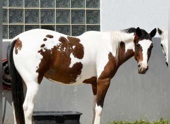Appaloosa, Stute, 10 Jahre, 160 cm, Schecke