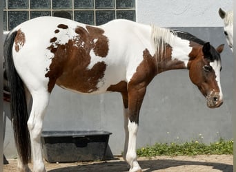 Appaloosa Mix, Stute, 10 Jahre, 160 cm, Schecke