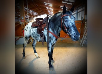 Appaloosa Mix, Stute, 10 Jahre, 164 cm, Tigerschecke