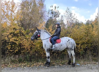 Appaloosa Mix, Stute, 10 Jahre, 165 cm, Tigerschecke