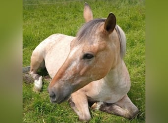 Appaloosa Mix, Stute, 11 Jahre, 140 cm, Tigerschecke