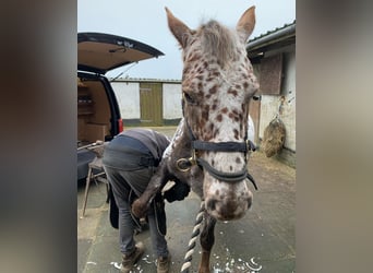 Appaloosa, Stute, 11 Jahre, 152 cm, Brauner
