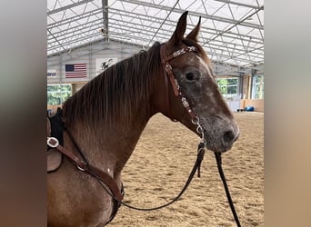 Appaloosa, Stute, 11 Jahre, 152 cm, Rotbrauner