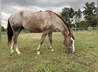 Appaloosa, Stute, 11 Jahre, 155 cm, Kann Schimmel werden