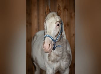 Appaloosa Mix, Stute, 11 Jahre, 160 cm, Schecke