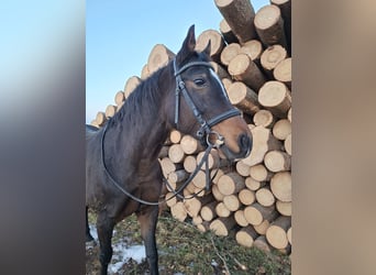 Appaloosa, Stute, 12 Jahre, 154 cm, Brauner