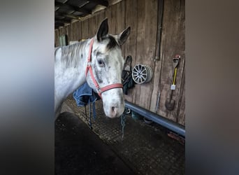 Appaloosa, Stute, 12 Jahre, 155 cm