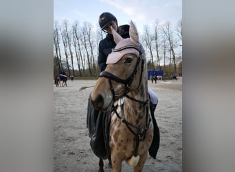 Appaloosa Mix, Stute, 12 Jahre, 155 cm