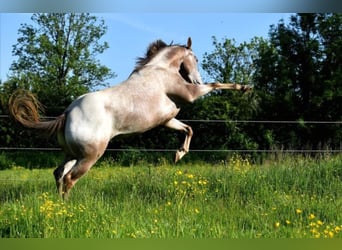 Appaloosa, Stute, 12 Jahre, 155 cm, Fuchs
