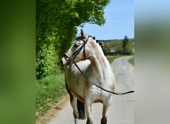 Appaloosa, Stute, 12 Jahre, 158 cm, Tigerschecke