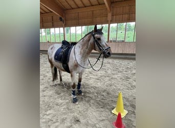 Appaloosa, Stute, 12 Jahre, 165 cm, Braunfalbschimmel