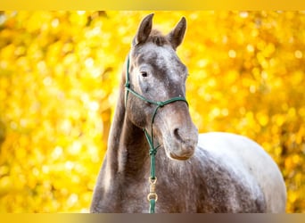 Appaloosa Mix, Stute, 13 Jahre, 148 cm, Roan-Red