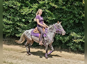 Appaloosa, Stute, 13 Jahre, 148 cm, Tigerschecke